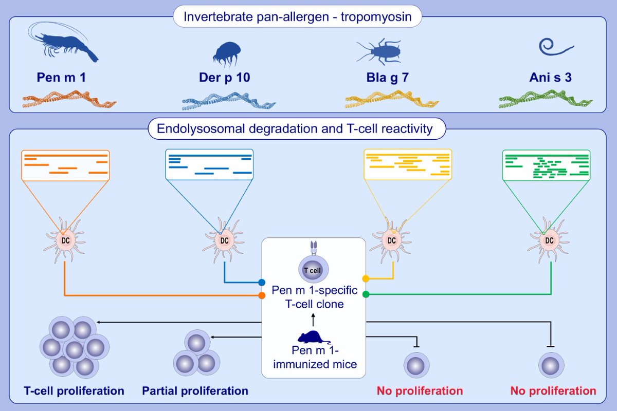 Effect of structural stability on endolysosomal degradation and T‐cell reactivity of major shrimp allergen tropomyosin doi.org/10.1111/all.14…
Corresponding author: Sandip D. Kamath