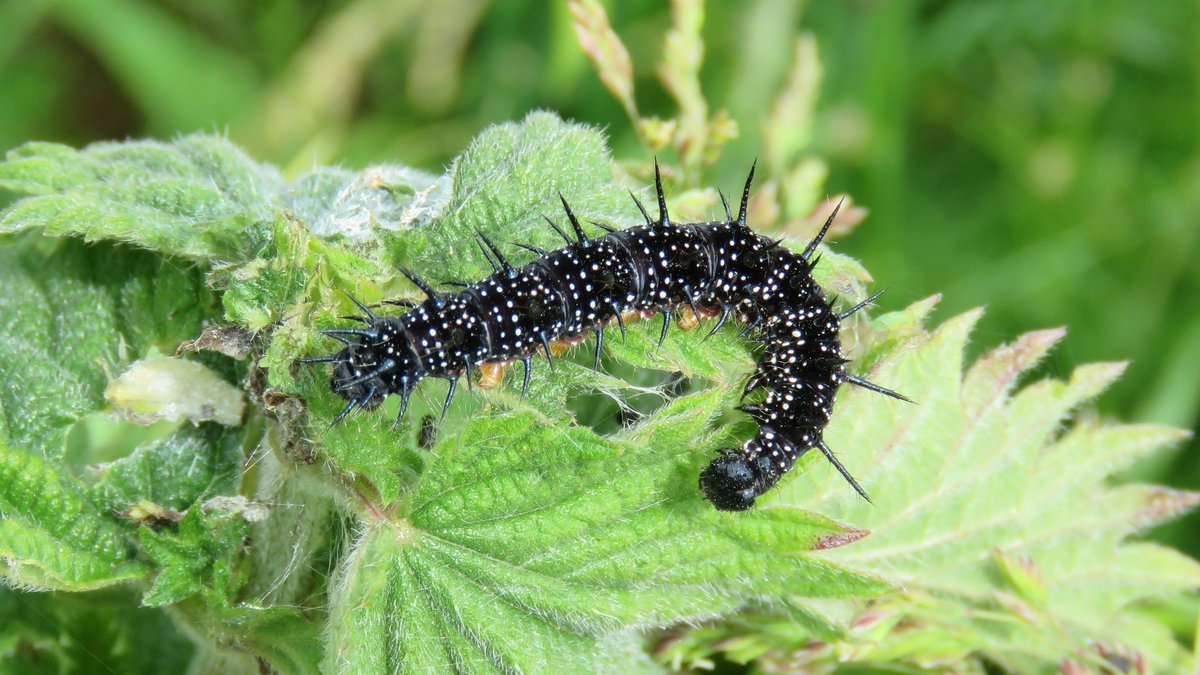 A handsome Peacock butterfly caterpillar on its foodplant, a Common Nettle. The Common Nettle supports over 100 invertebrate species. #benicetonettles #wildwebswednesday