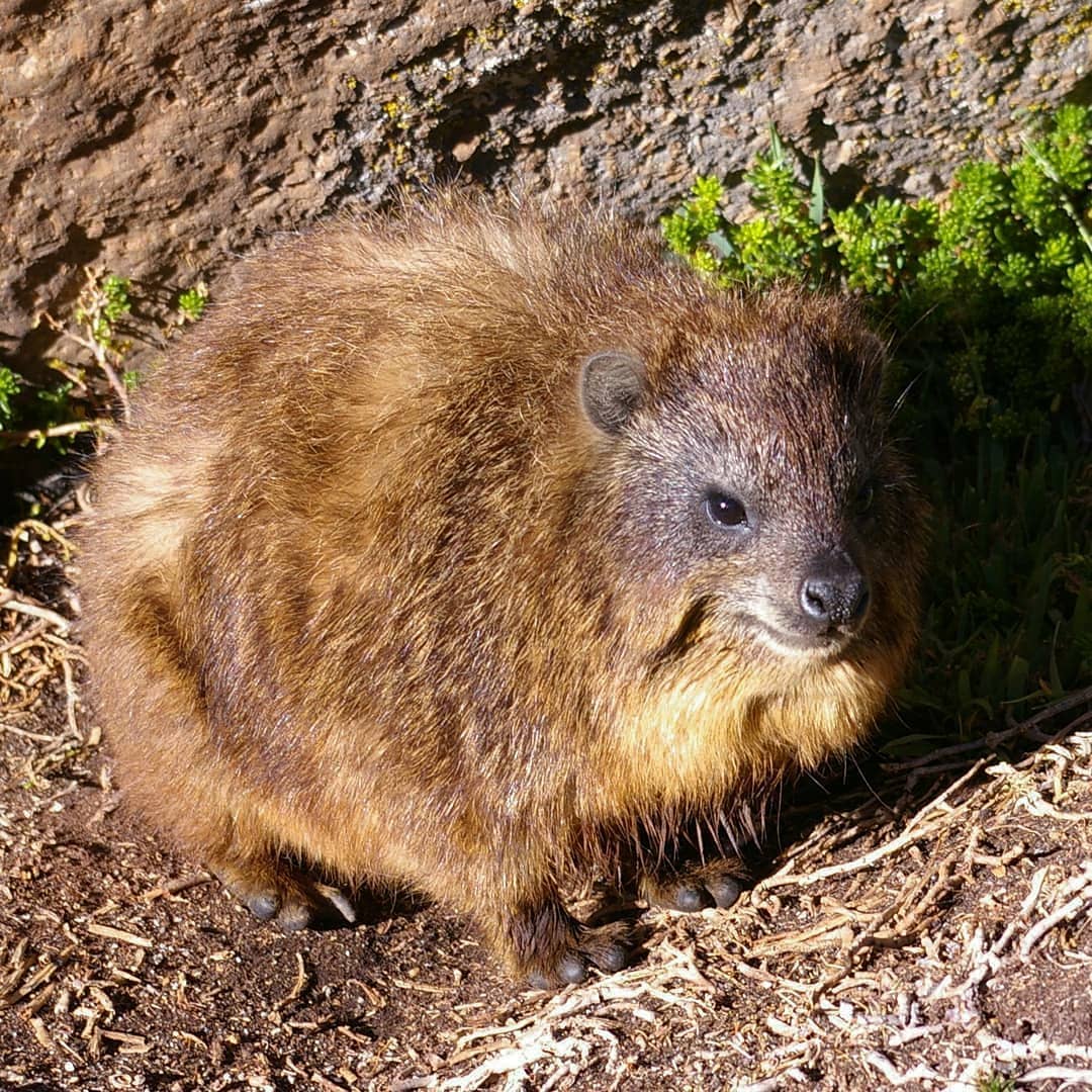 mountkenyatrust's tweet photo. The Mount Kenya Rock #Hyrax, Procavia johnstoni (mackinderi) is adapted to #HighAltitude living by having a longer coat than its lowland relatives.

Credit: @JohnMGrimshaw

#mountaincreatures #kenya #mtkenya #altimontane #rockhyrax #nature #trekking #naturewalk #explore #natgeo https://t.co/lMV2mNH4uE