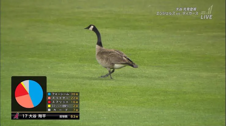 有名選手ほどなりやすい？鳥に変えられた野球選手シリーズwww