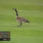 有名選手ほどなりやすい？鳥に変えられた野球選手シリーズ!