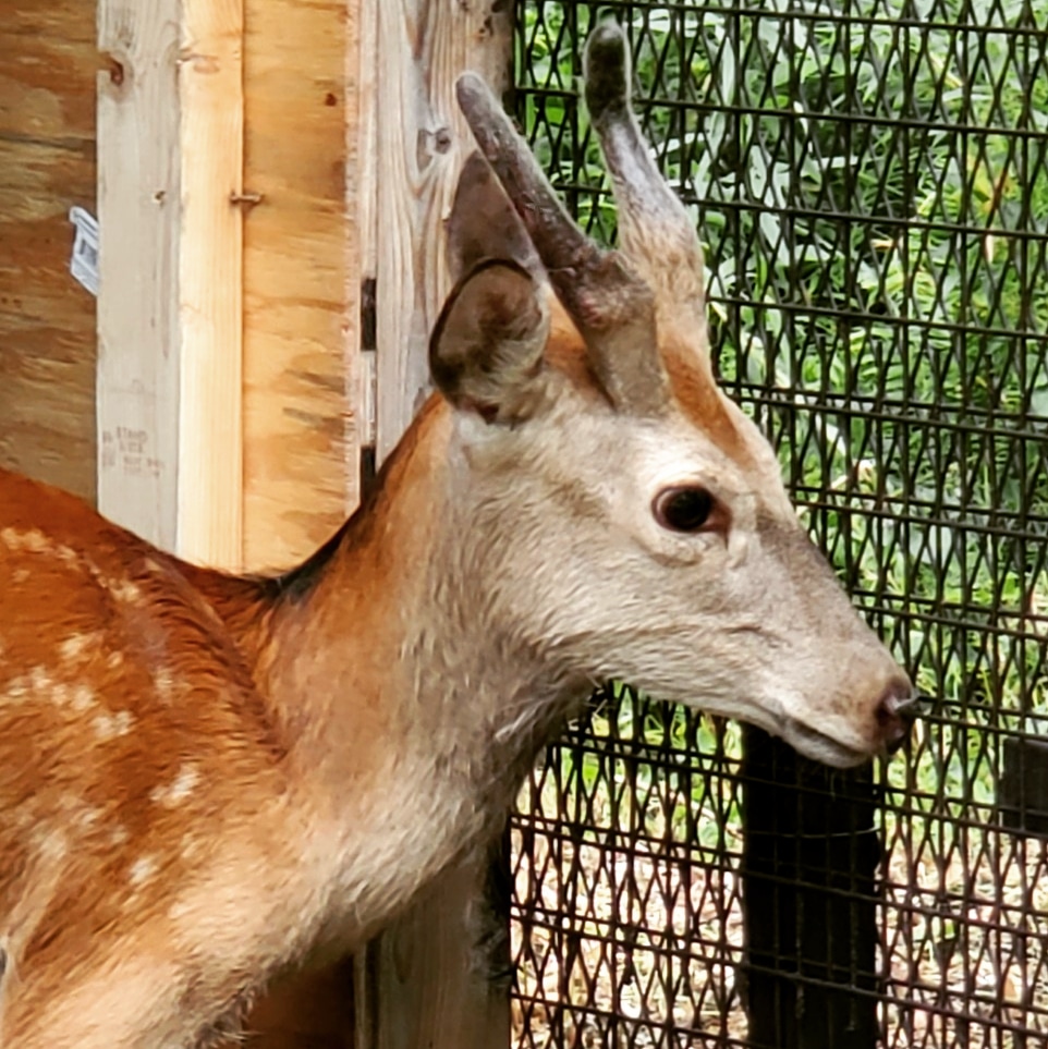 市原ぞうの国 サユリワールド 公式 横顔カッコいい ケープくん 市原ぞうの国 ぞうの国 シカ ケープ カッコいい T Co V8k98tiavx Twitter