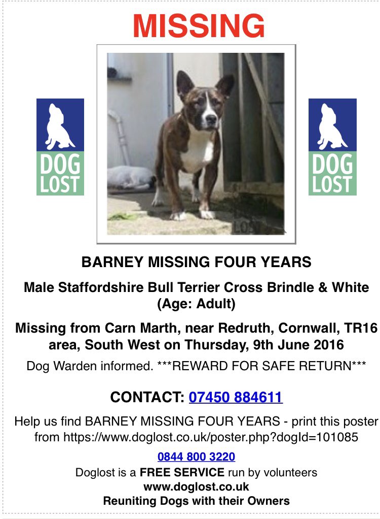 rosiedoc666's tweet photo. BARNEY - MISSING FOUR YEARS - where is he? Tagged&chipped (why has he not been scanned) Male #SBT X brindle&white adult 9/6/16 vanished from #CarnMarth near #Redruth #CORNWALL SOUTH WEST #TR16
https://t.co/QAexW7WmCE https://t.co/PCIFzNQaYe