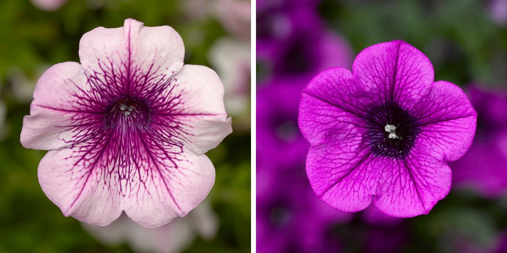 Syngenta's tweet photo. #Petunias belong to the family Solanacaea – the same subfamily as 🍅 tomato, 🥔 potato &amp; 🌶️ chili peppers? #FlowerOfTheMonth #FlowersFeedTheSoul https://t.co/tHkjbLIiFf