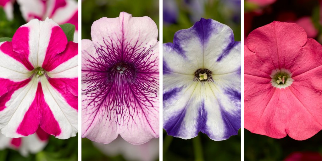 Syngenta's tweet photo. #Petunias belong to the family Solanacaea – the same subfamily as 🍅 tomato, 🥔 potato &amp; 🌶️ chili peppers? #FlowerOfTheMonth #FlowersFeedTheSoul https://t.co/tHkjbLIiFf