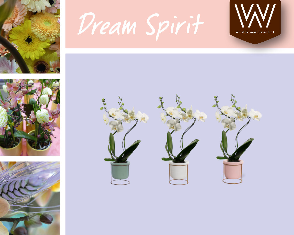 Uit onze collectie DREAM SPIRIT is via ow.ly/2YXv50A2Xzv de Phalaenopsis <a href="/DuijnHove/">Duijn-Hove B.V.</a> verkrijgbaar.

#collectie #dreamspirit #phalaenopsis
