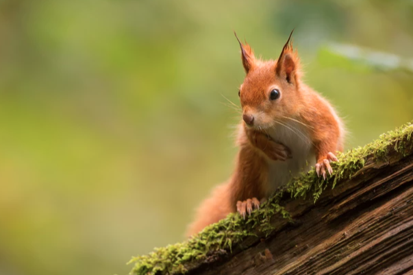 redsquirrelsw's tweet photo. #GoodMorning! Do red squirrels make little boats to sail on? I mean... in our dreams they definitely do!!
#REWILDING #redsquirrels #redsquirrel #redsrule #redkittens #redsquirrelsrule #redsquirrelsouthwest #saveoursquirrels
https://t.co/rWPe01KtLj https://t.co/w35lqWiofN