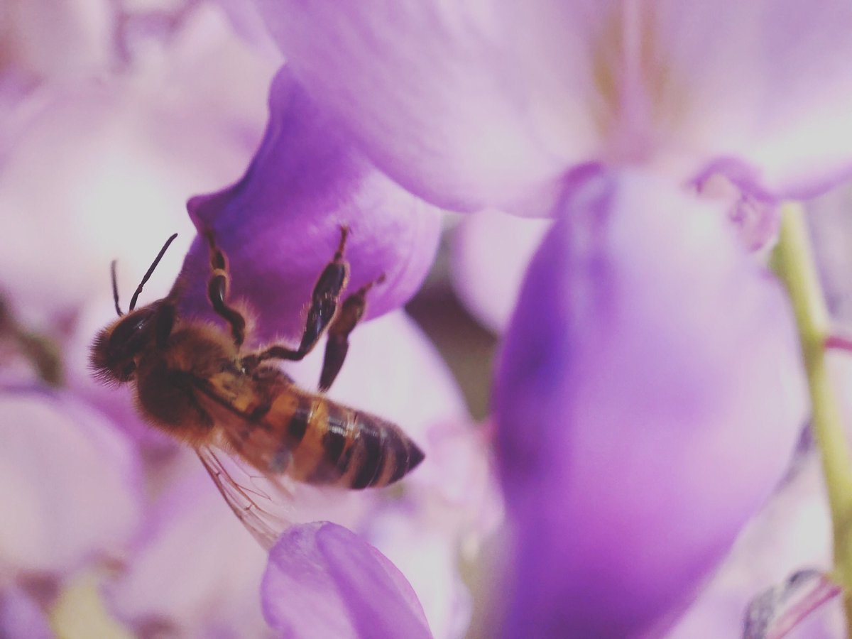 #inmygarden #abeille #bee <a href="/instAnjou/">𝐢𝐧𝐬𝐭𝐀𝐧𝐣𝐨𝐮</a> <a href="/Museum_Angers/">Muséum Angers</a> <a href="/Anjoutourisme/">Anjou tourisme</a> <a href="/angers/">Ville d'Angers</a>