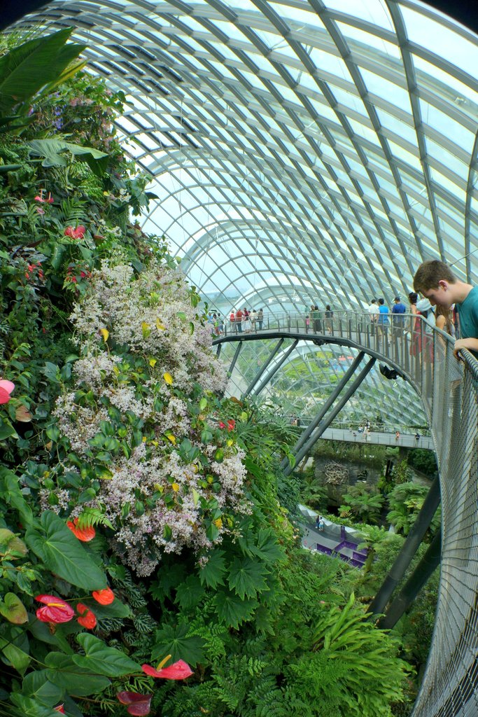 koyajix73's tweet image. Flower Dome と Cloud Forest はハズせないー🌴🌵🌺🌹🌼🌿🌷🌱
#2ya
.