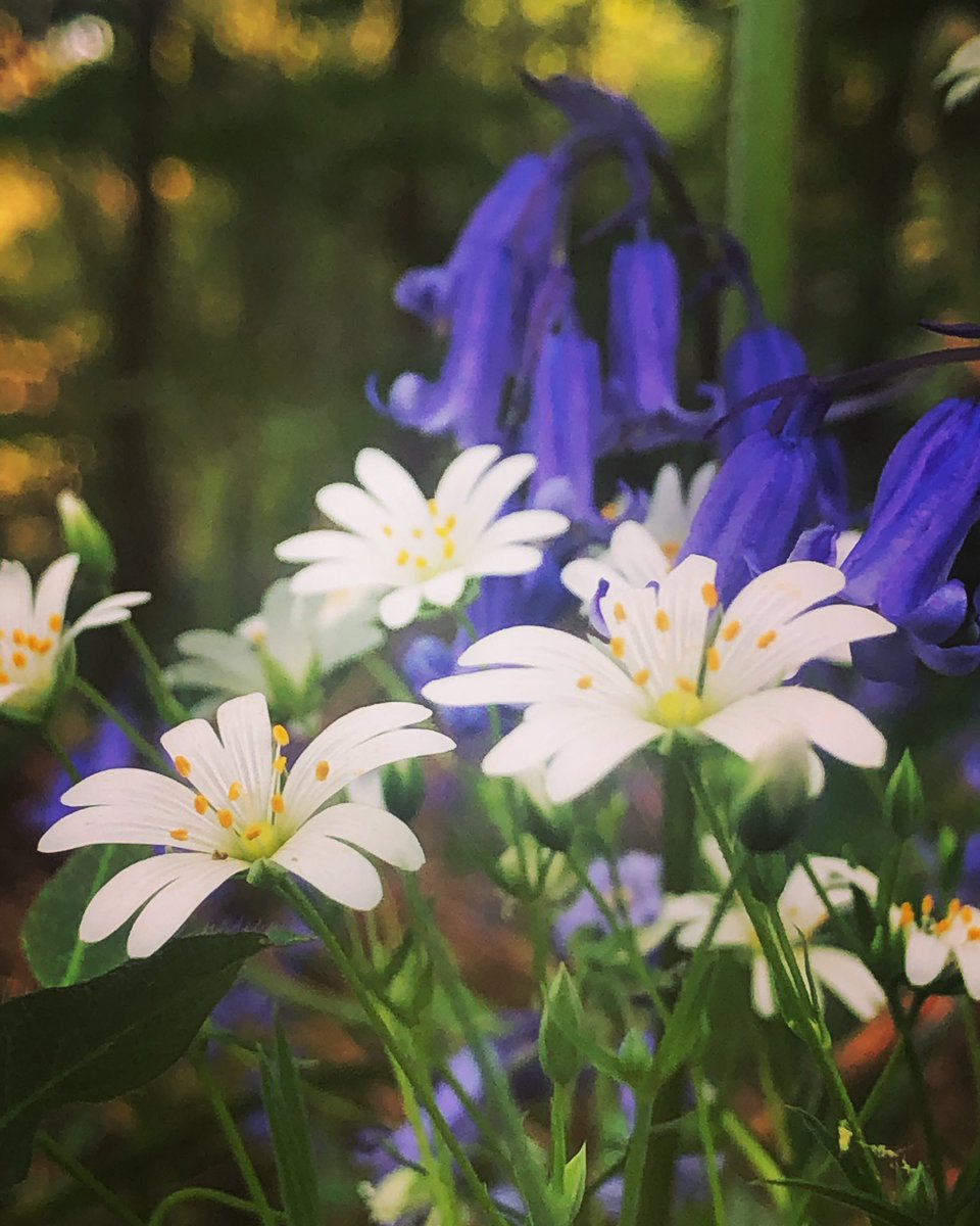 forestfairylake's tweet photo. @ForestryEngland Spring woods #springingitBack #wildflowers #bluebells #woodland #woods #forest #trees #plants #nature #goodforthesoul #NaturePhotography #photography #windermere #LakeDistrict #Cumbria https://t.co/GIJRwMEgvR
