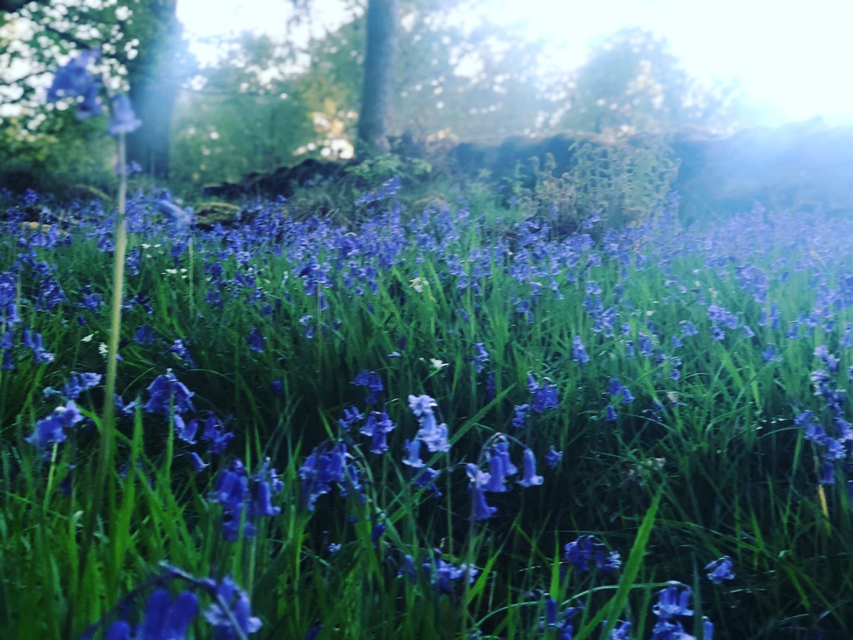 forestfairylake's tweet photo. @ForestryEngland Spring woods #springingitBack #wildflowers #bluebells #woodland #woods #forest #trees #plants #nature #goodforthesoul #NaturePhotography #photography #windermere #LakeDistrict #Cumbria https://t.co/GIJRwMEgvR