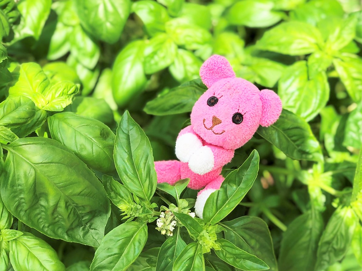 pinkmomo45's tweet photo. もうすぐ一斉にバジルの花が咲きそう。
明日から梅雨入りかな😁💦

#バジル栽培
#バジル
#basil
#postpet https://t.co/YrzXbqKHSS