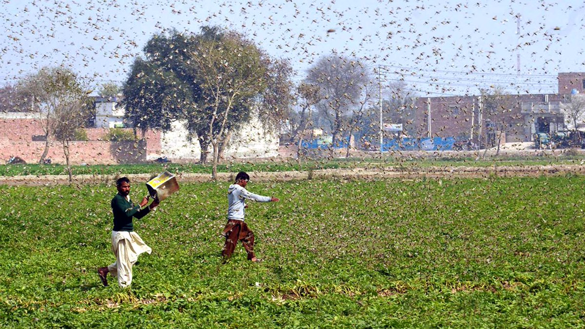 panhwar_noman's tweet photo. Farmers are doing hard work from many years to build up countries economy, now it's the duty of federal govt to help them and save their crops. Farmers have invested their everything and if locust destroy their crops they will face debt for many years.
#SaveSindhFromLocust https://t.co/co6vcmSALc