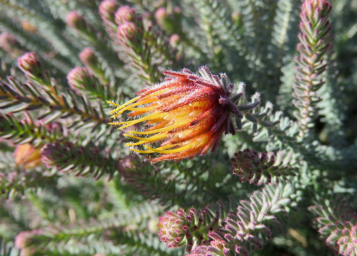 StuartWilliams_'s tweet photo. Darwinia chapmaniana (Chapman's bell) from near Coorow in the south-west of Western Australia, at Melton Botanic Garden #Myrtaceae #ozplants https://t.co/ICUAJXHbXn
