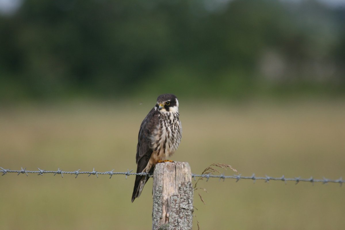 RTE_ouest's tweet photo. #EguzonMarmagne🦅L’inventaire avifaune a été suivi par 2 associations locales (Indre Nature &amp; @LPOFrance). Des faucons crécerelles et hobreaux, oiseaux protégés, sont en période de couvaison sur nos pylônes. La planification travaux a été adaptée pour ne pas les déranger.@FNEasso https://t.co/WCENrw9vkN