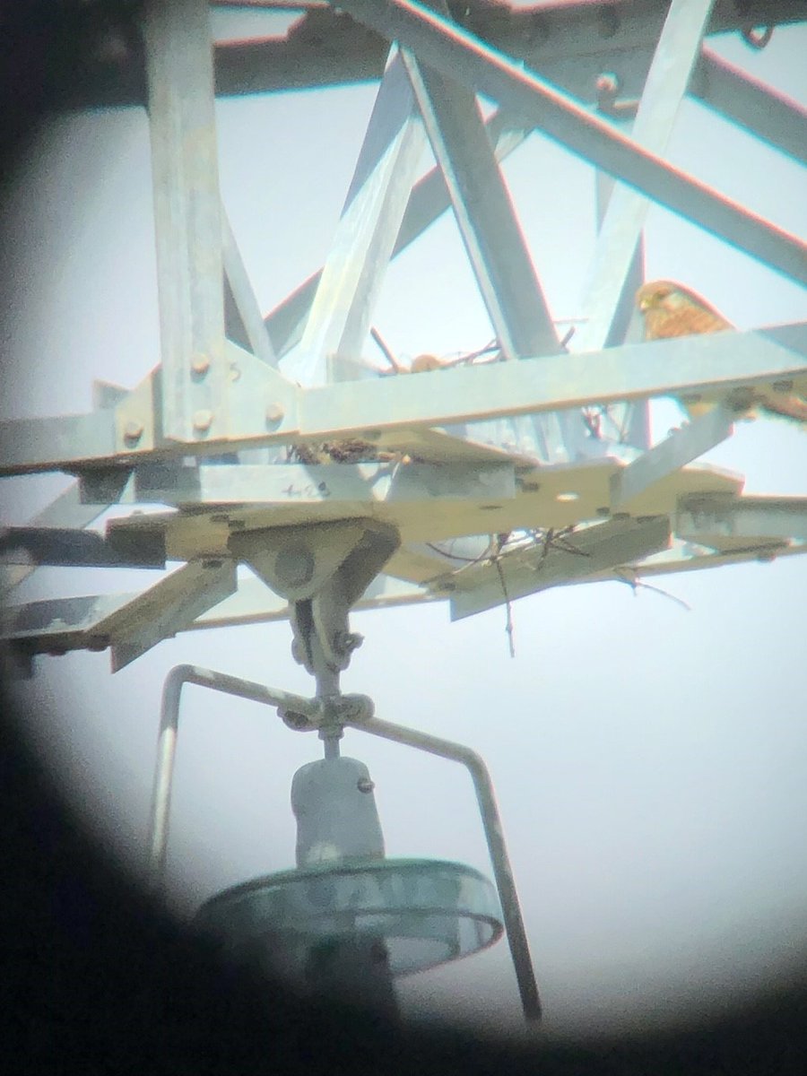 RTE_ouest's tweet photo. #EguzonMarmagne🦅L’inventaire avifaune a été suivi par 2 associations locales (Indre Nature &amp; @LPOFrance). Des faucons crécerelles et hobreaux, oiseaux protégés, sont en période de couvaison sur nos pylônes. La planification travaux a été adaptée pour ne pas les déranger.@FNEasso https://t.co/WCENrw9vkN