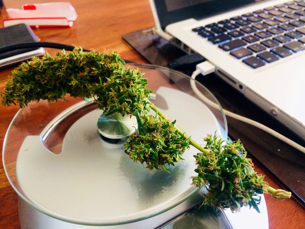 Blvck_Angelo's tweet photo. Good Morning fellow Gardeners. ☕️
How are your gardens looking?

#Mmemberville #CannabisCommunity #CigarettesMustFall #CigaretteBan https://t.co/czpWsk2yTy