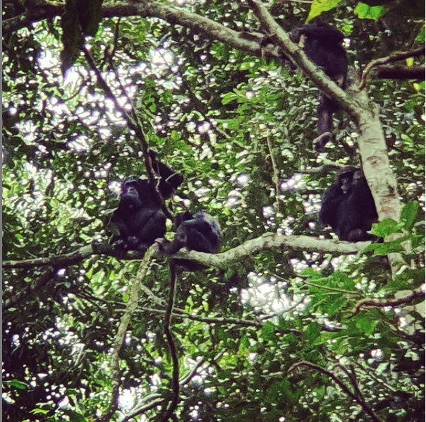 Elliot Howard-Spink  @Elliothowaspi is a Dphil student in  @OxZooDept researching the origins of Human language cognition by investigating the behaviours of wild chimpanzees. Here's Elliot in the field (with some suspicious chimps looking back at him).