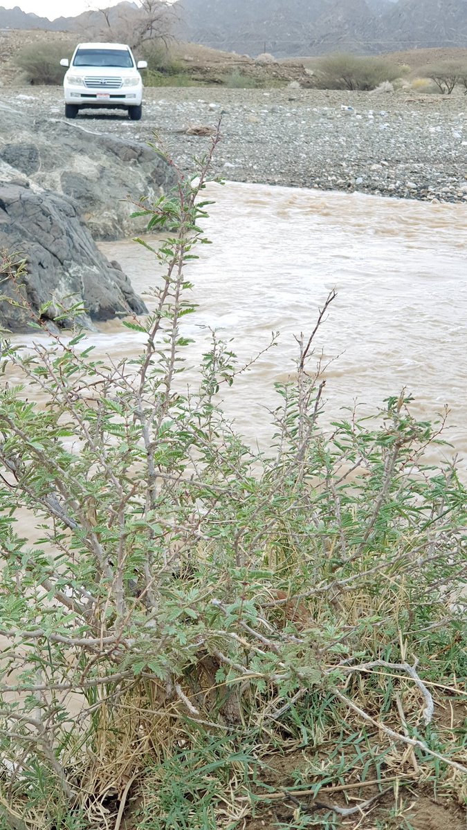 حوشم المنعي (@h96647723) on Twitter photo 