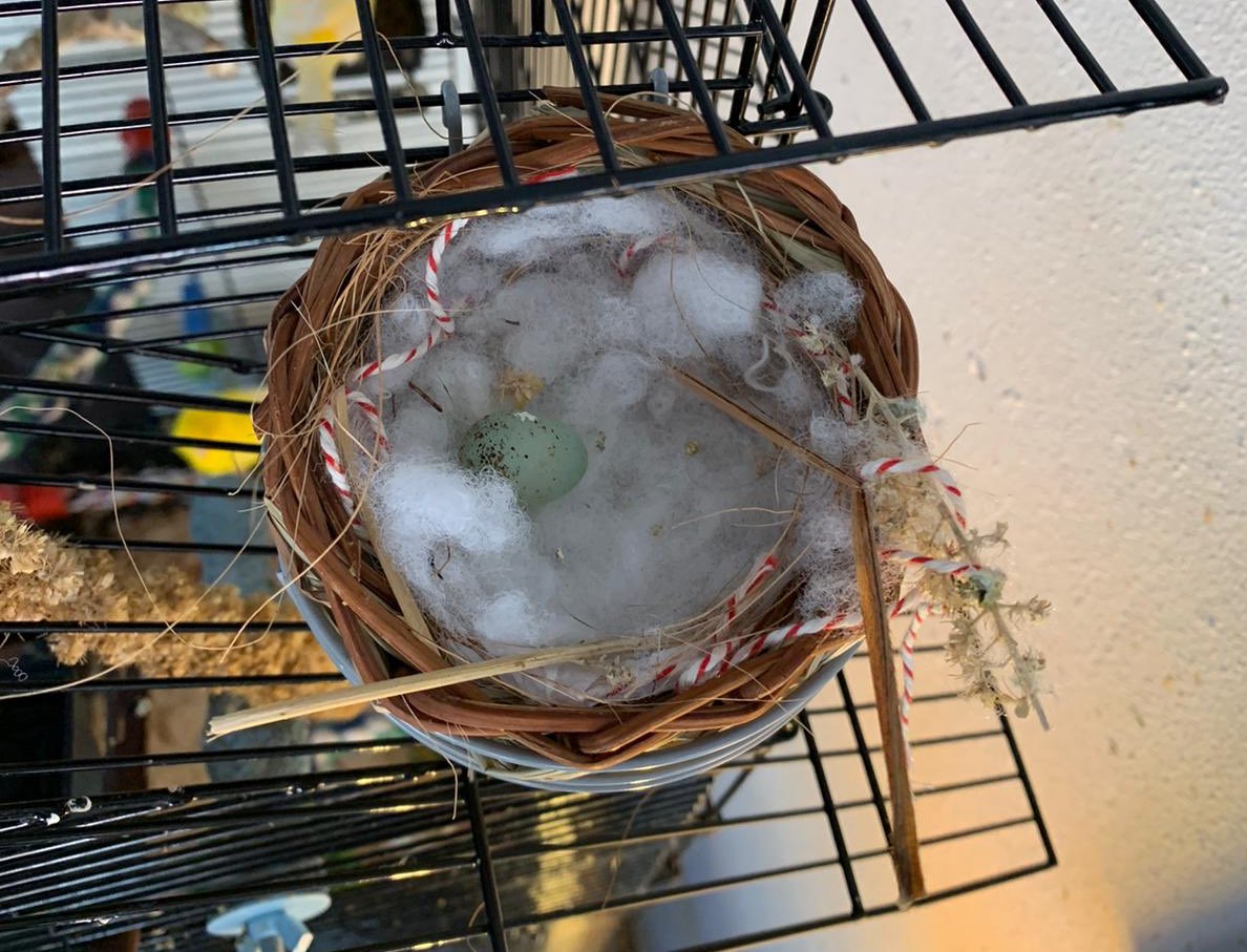 So #proud to become a #gaydad ❤️ #canary #egg