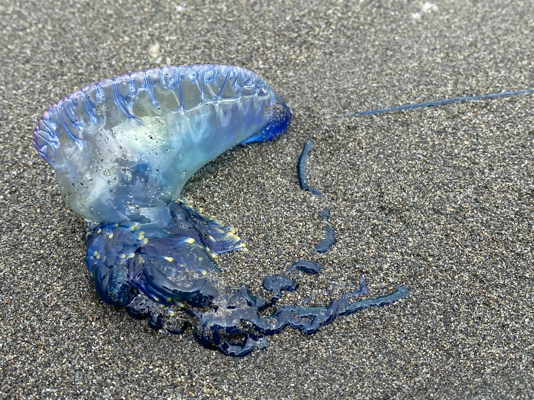 こうせい ピンクマン 今日も動画更新 湘南の海に危険生物 カツオノエボシ 大量発生中 海行く人は気をつけて ガチ 刺されたら最悪死にます 湘南の海に突如現れた超危険生物 サーファーや海に遊びに来る人は気をつけて 由比ヶ浜 茅ヶ崎 こうせい ピンクマン 今日も動画更新 湘南の海に危険生物 カツオノエボシ 大量発生中 海行く人は気をつけて ガチ 刺されたら最悪死にます 湘南の海に突如現れた超危険生物 サーファーや海に遊びに来る人は気をつけて 由比ヶ浜 茅ヶ崎