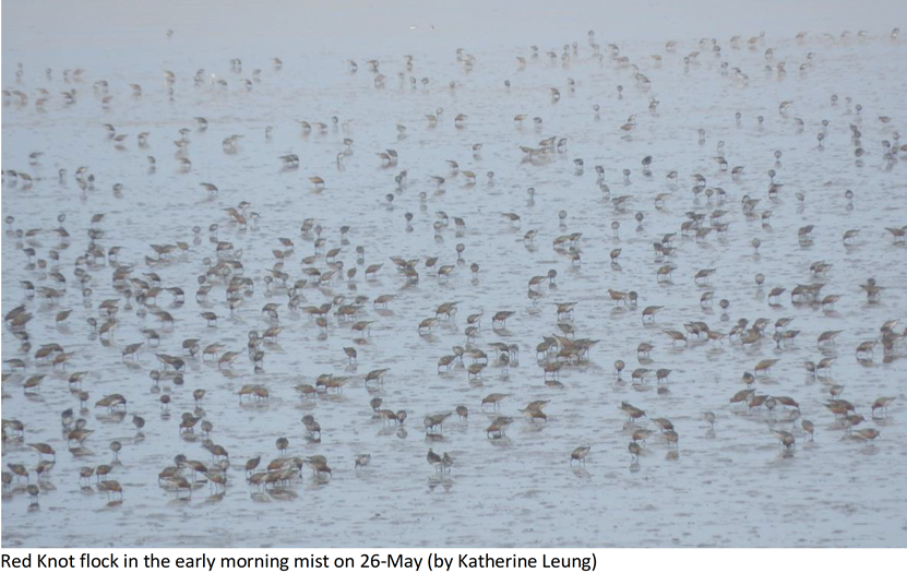 GlobalFlyway's tweet photo. Last week, 11th memorable 2020 red knot field season by GFN/BFU/BNU at Nanpu, Luannan, Bohai Bay, came to end. Summary report by Katherine Leung here: https://t.co/uvmWvpaS9c
On behalf of GFN &amp; all interested, Chris &amp; Theunis are very grateful to Kath &amp; Hebo for making it happen. https://t.co/bNm3L60d4S