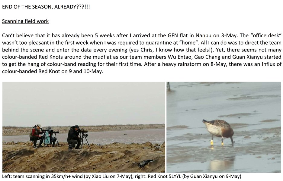 GlobalFlyway's tweet photo. Last week, 11th memorable 2020 red knot field season by GFN/BFU/BNU at Nanpu, Luannan, Bohai Bay, came to end. Summary report by Katherine Leung here: https://t.co/uvmWvpaS9c
On behalf of GFN &amp; all interested, Chris &amp; Theunis are very grateful to Kath &amp; Hebo for making it happen. https://t.co/bNm3L60d4S