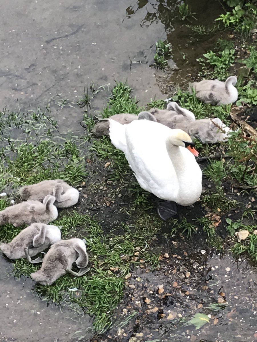 Lovely Leatherhead......looking forward to to our re-opening next week  🌳🦢⁦<a href="/livingkt22/">Leatherhead Living - East Surrey News</a>⁩  ⁦<a href="/MoleValleyDC/">Mole Valley District Council</a>⁩  ⁦<a href="/MoleValleyChamb/">Mole Valley Chamber</a>⁩  ⁦<a href="/Xav_Anderson/">Xav Anderson - Clockwork City</a>⁩ ⁦<a href="/SurreyNews/">Surrey County Council News</a>⁩  ⁦<a href="/KerryAnneKitson/">Kerry-Anne Kitson</a>⁩