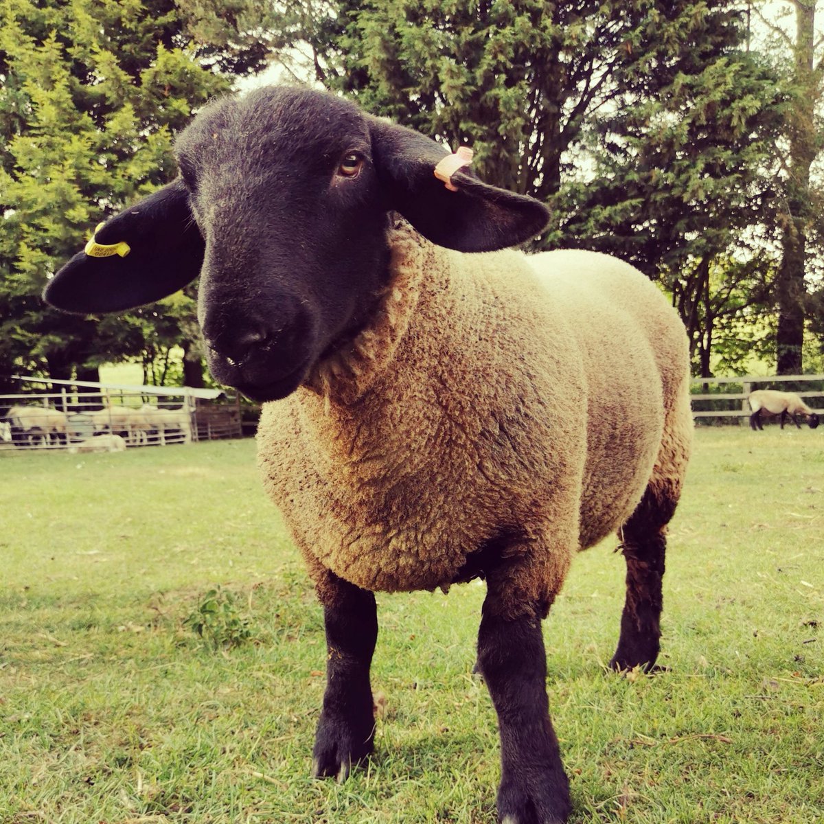 New blog post about my latest sheep drama... 'My Twilight saga' myflockandi.com/my-twilight-sa…
#sheep #sheepfarminguk #shepherdesslife #shepherdess #lambdrama #sheepstories #supportbritishfarming #myflockandi