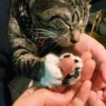 指を柔らかく握ったまま眠ってしまった猫。癒しをありがとうございます!ｗ