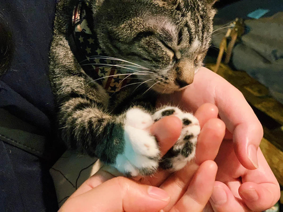 指を柔らかく握ったまま眠ってしまった猫。癒しをありがとうございます！ｗ