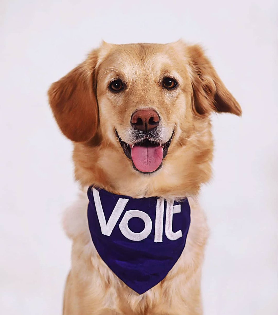 Lina_Volt's tweet photo. @janboehm Mein Hund hat die Antwort! https://t.co/FK3i6dr8qI