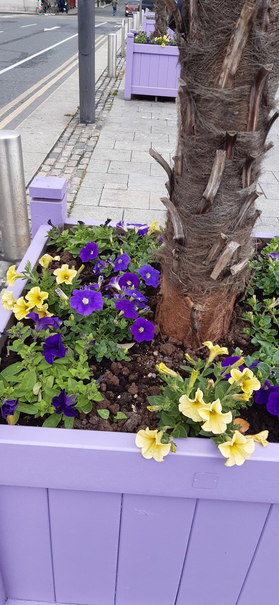 DubCityCouncil's tweet photo. Have you seen our lovely new summer planters that are now around the city? #yourcouncil #dublin https://t.co/AdhX9IMyTz