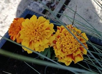 PropUpProject1's tweet image. We have been encouraging our group to take some time out to be mindful.
One example is to take some time to sit inside or outside to take note of the things you can see and hear. Pick 2 things in the environment to notice of in more detail. 
Here are some things we noticed today