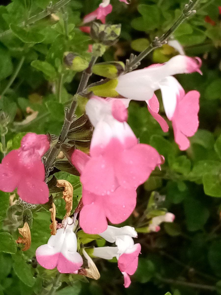 Salvia 'Pink Lips' doing its thing.  Pink, pink and white and white flowers all on the same plant.  Totally hardy. #salvia #Somerset  #plants #perennialplants