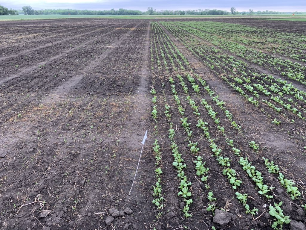 New canola seed treatment Buteo Start on the right, competitive seed treatment on the left.  Promising flea beetle control from Buteo under heavy pressure.