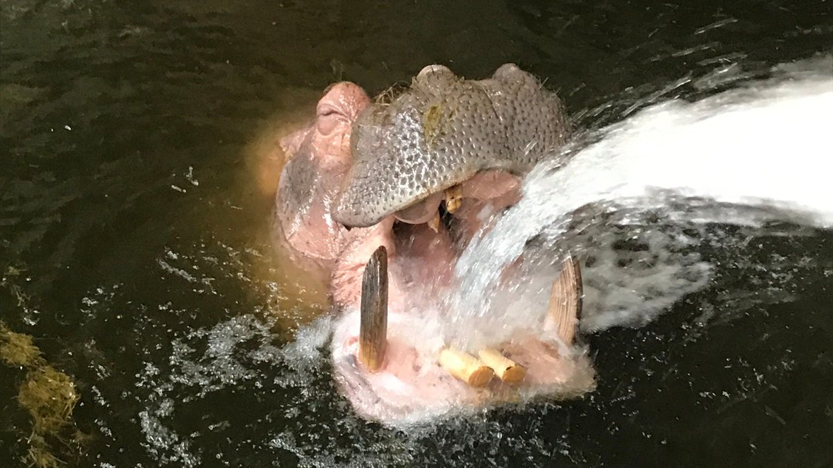 We thought your Wednesday could use a little bit of Happy the Hippo in it. ❤️ 
#MKEZoo  #BringingTheZooToYou
📷: Amanda, Wild Connections Zookeeper