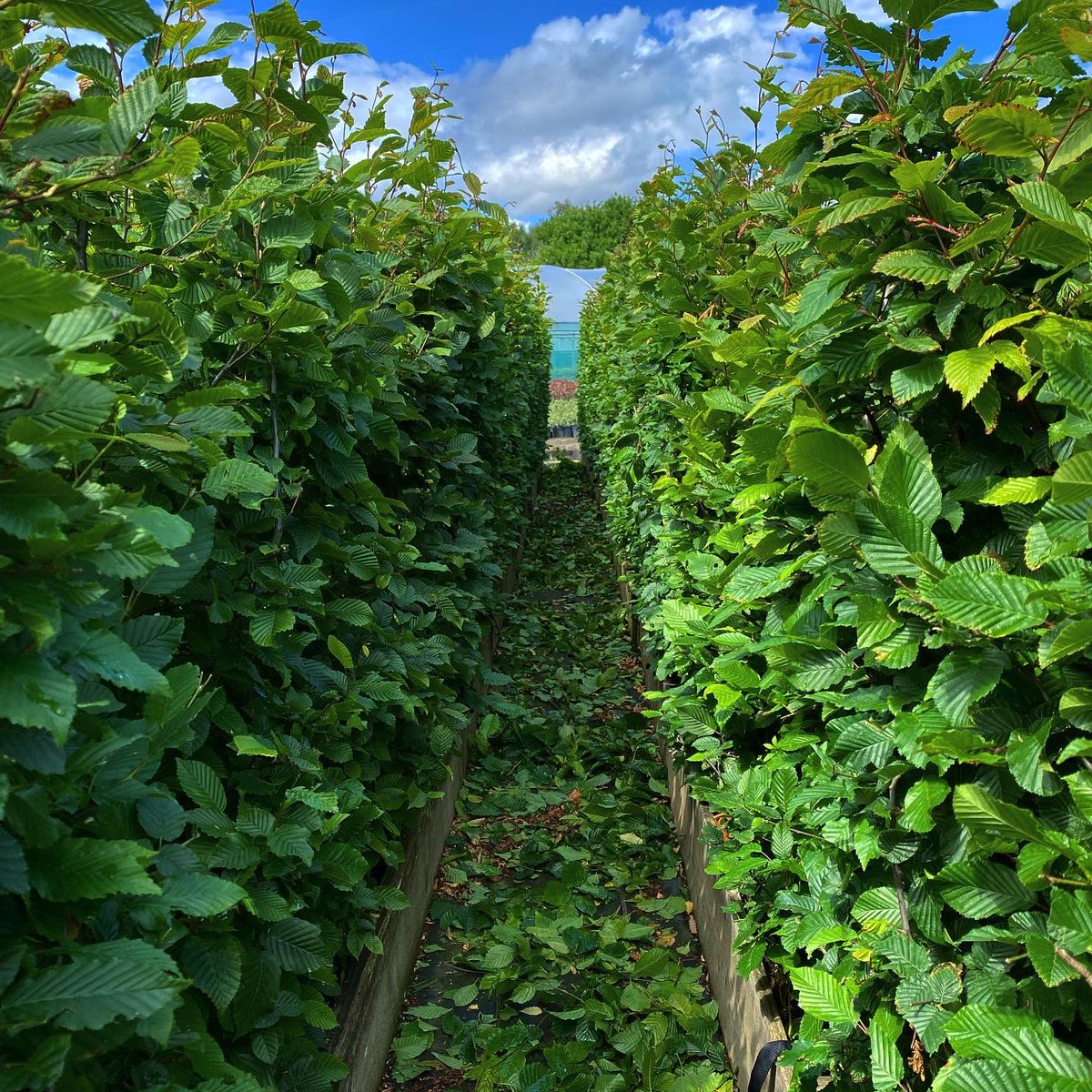 robintacchi's tweet photo. Hedge trimming in process on the nursery. Here are some carpinus betulus and pittosporum silver hedge looking ready to drop straight into a landscape project
#hedging #ukgrown #instanthedge #hornbeam #pittosporum #trimming #design #landscape #instanteffect https://t.co/MzI5NsZfN1