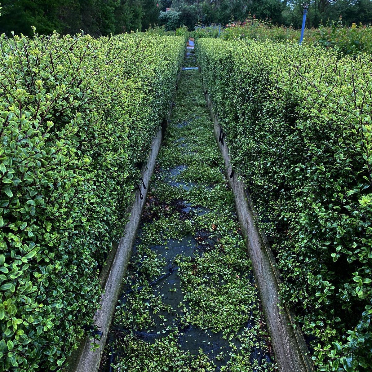 robintacchi's tweet photo. Hedge trimming in process on the nursery. Here are some carpinus betulus and pittosporum silver hedge looking ready to drop straight into a landscape project
#hedging #ukgrown #instanthedge #hornbeam #pittosporum #trimming #design #landscape #instanteffect https://t.co/MzI5NsZfN1