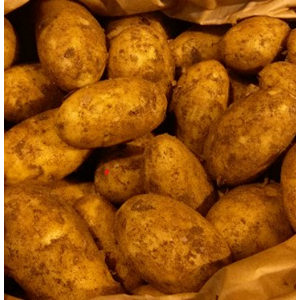 VegFactor's tweet photo. First of the Lincolnshire Maris Bard potatoes available to order now £2.95 (2.5kg) #ShopLocal #Potatoes #britishproduce https://t.co/ltU8H8spzq