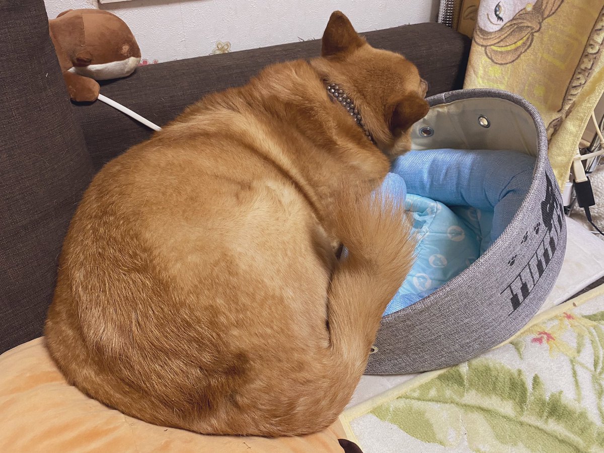 530 على تويتر 5分くらい格闘しても結局入れず拗ねる犬