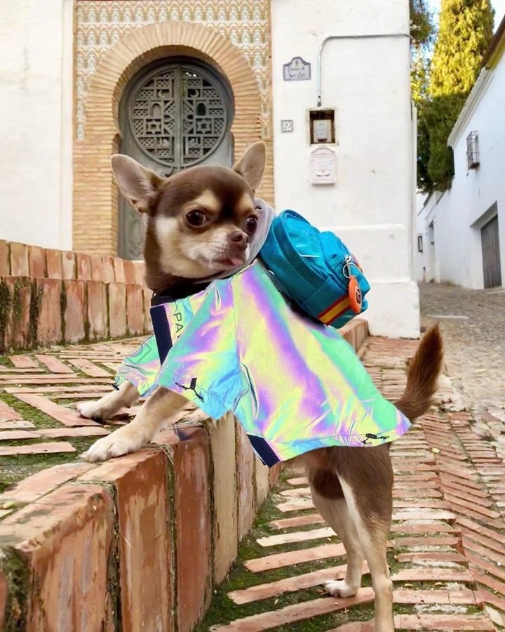 StyliDog's tweet image. Nouvel article disponible sur Styledogs.fr  🐶🌠
La mode des vêtements réfléchissant pour chien ✨
#chien #amourdechien #chienheureux  #petitchien #chiots #pets #puppylove #doglife #blog #mode  #styledogs #bloggers #photodujour #picoftheday #dogfashion #dogclothes