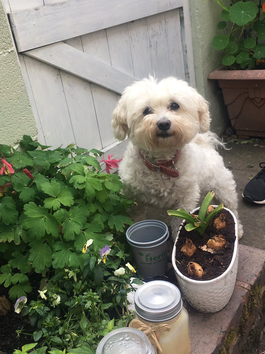 natalieroddis's tweet photo. #30DaysWild spotting the bees and butterflies in the garden 💚🦋🐝🌿🌱🌸🌺🌼🌻 @30DaysWild @WildlifeTrusts @UHDBSustain https://t.co/m2HxI8uV7F