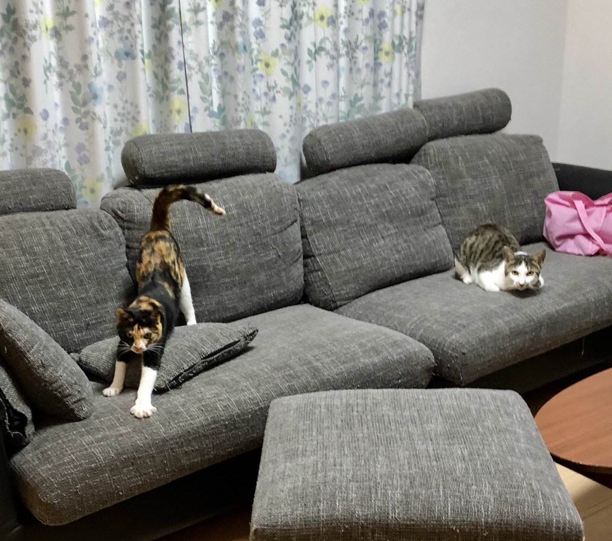 CPtsukuba's tweet photo. やれやれやっと来たニャ〜🛋🐈な2匹ちゃん💕続きはInstagramで…
#ケアペッツつくば #動物看護師のペットシッター #ペットシッター #キャットシッター #ペットのお留守番 #お散歩代行 #みらい平 #みどりの #猫好きさんと繋がりたい #猫のいる暮らし #Japanesecat #きじとら #茶トラ https://t.co/lcFhAX19Ts