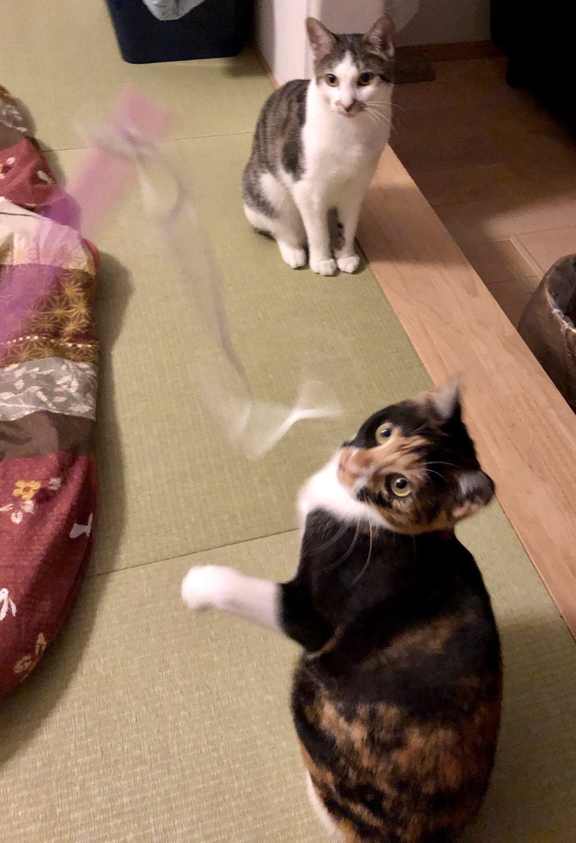 CPtsukuba's tweet photo. やれやれやっと来たニャ〜🛋🐈な2匹ちゃん💕続きはInstagramで…
#ケアペッツつくば #動物看護師のペットシッター #ペットシッター #キャットシッター #ペットのお留守番 #お散歩代行 #みらい平 #みどりの #猫好きさんと繋がりたい #猫のいる暮らし #Japanesecat #きじとら #茶トラ https://t.co/lcFhAX19Ts