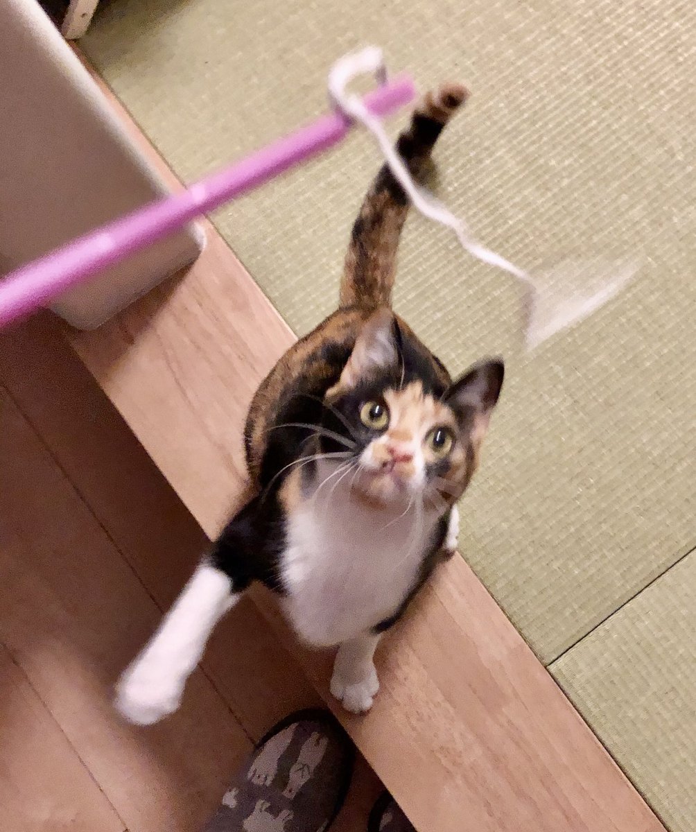 CPtsukuba's tweet photo. やれやれやっと来たニャ〜🛋🐈な2匹ちゃん💕続きはInstagramで…
#ケアペッツつくば #動物看護師のペットシッター #ペットシッター #キャットシッター #ペットのお留守番 #お散歩代行 #みらい平 #みどりの #猫好きさんと繋がりたい #猫のいる暮らし #Japanesecat #きじとら #茶トラ https://t.co/lcFhAX19Ts