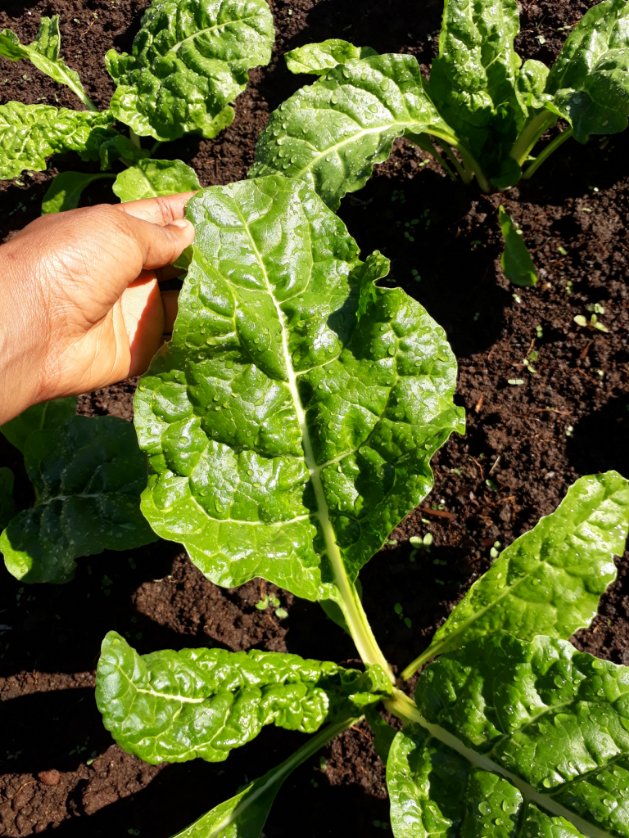 sibagreenlands's tweet photo. What my hands has produced 💚😍 Grown from our seedlings #SibaGreenLands #farming #agriculture 
For Top Quality Vegetable  Seedlings Do Contact us. We Deliver anywhere in South Africa. https://t.co/aWIiDJht19