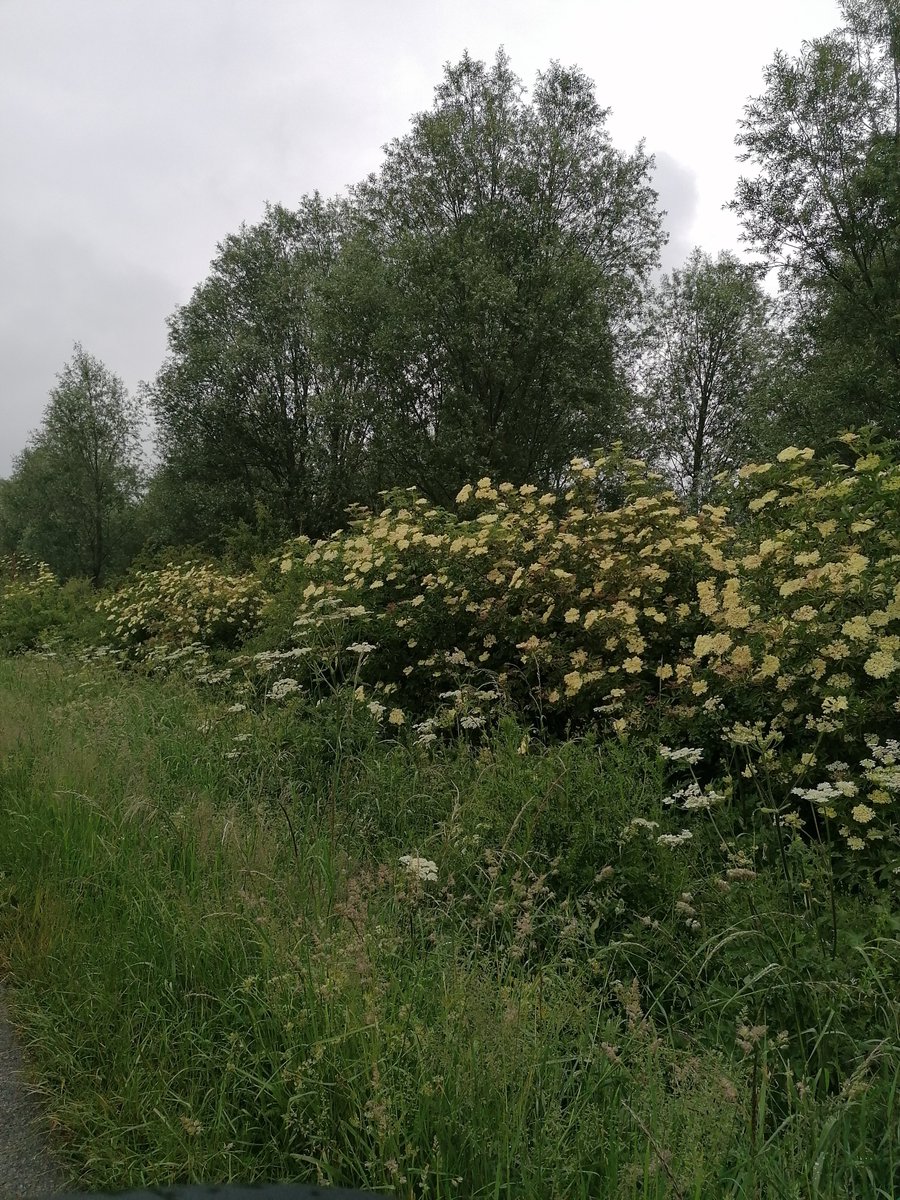 MelJD46's tweet photo. Make the most of these photos as the @LeicsCountyHall apptd #vergemurderer is out desecration this beautiful valued habitat, cuts far more than needed. And @LeicsCountyHall claim to be a "green" authority!! #saveourverges https://t.co/f0HypEzSQg
