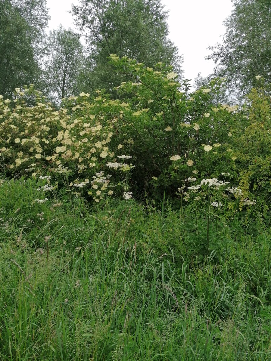MelJD46's tweet photo. Make the most of these photos as the @LeicsCountyHall apptd #vergemurderer is out desecration this beautiful valued habitat, cuts far more than needed. And @LeicsCountyHall claim to be a "green" authority!! #saveourverges https://t.co/f0HypEzSQg