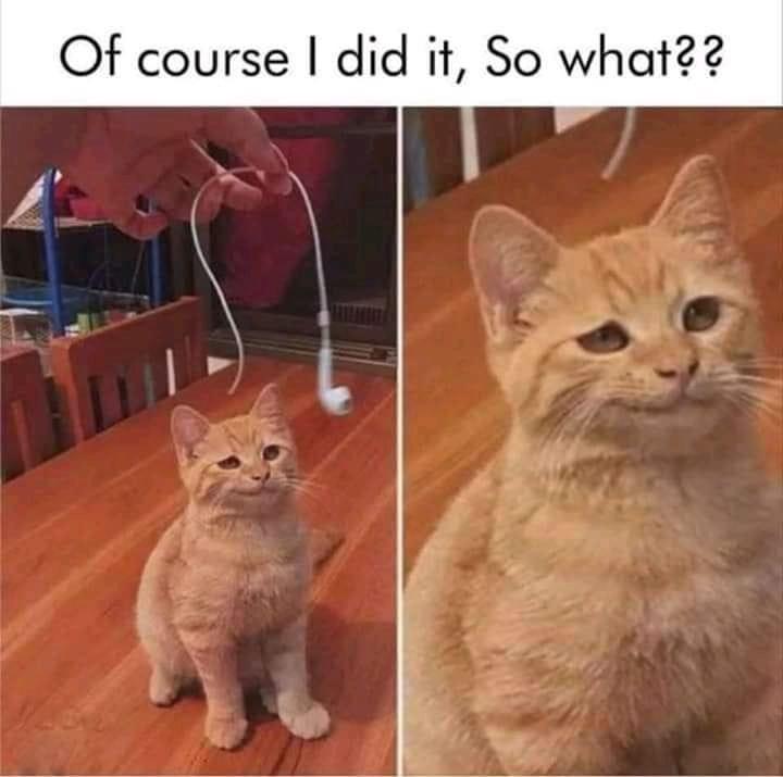 memescentrai's tweet photo. cats are bastards https://t.co/KYxnczsoSS